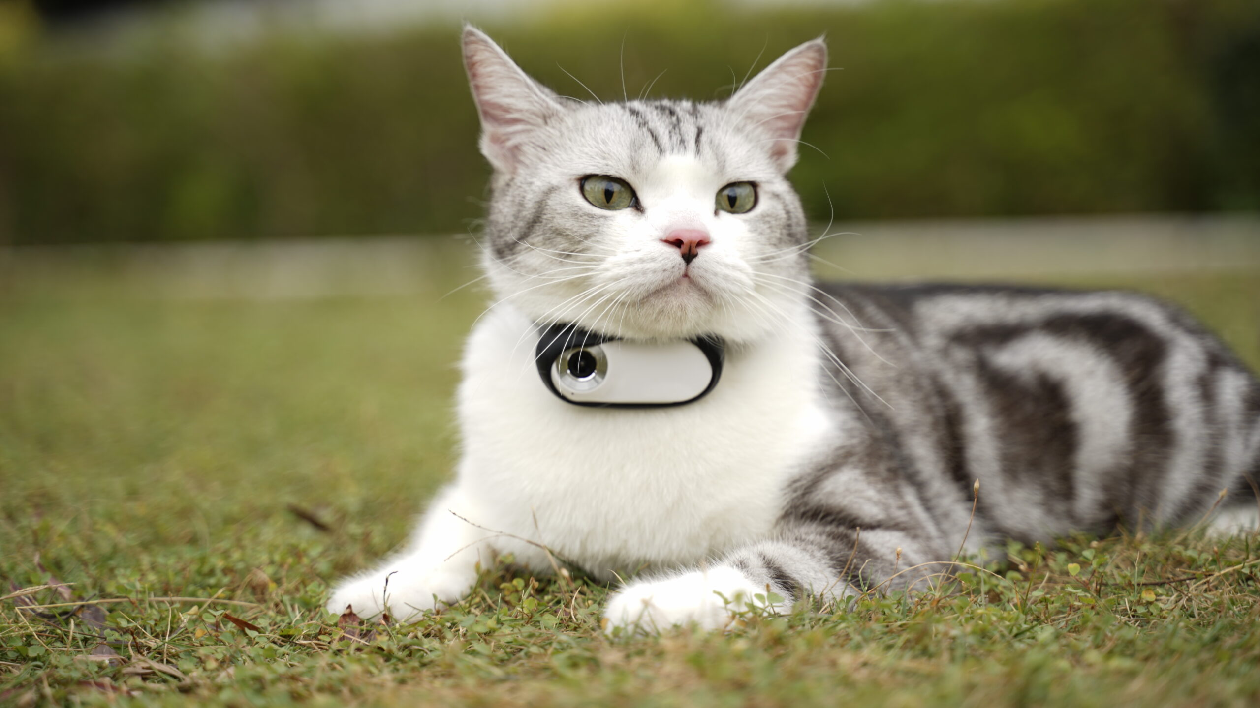 Beardpet's Cat Camera Collar CM-02