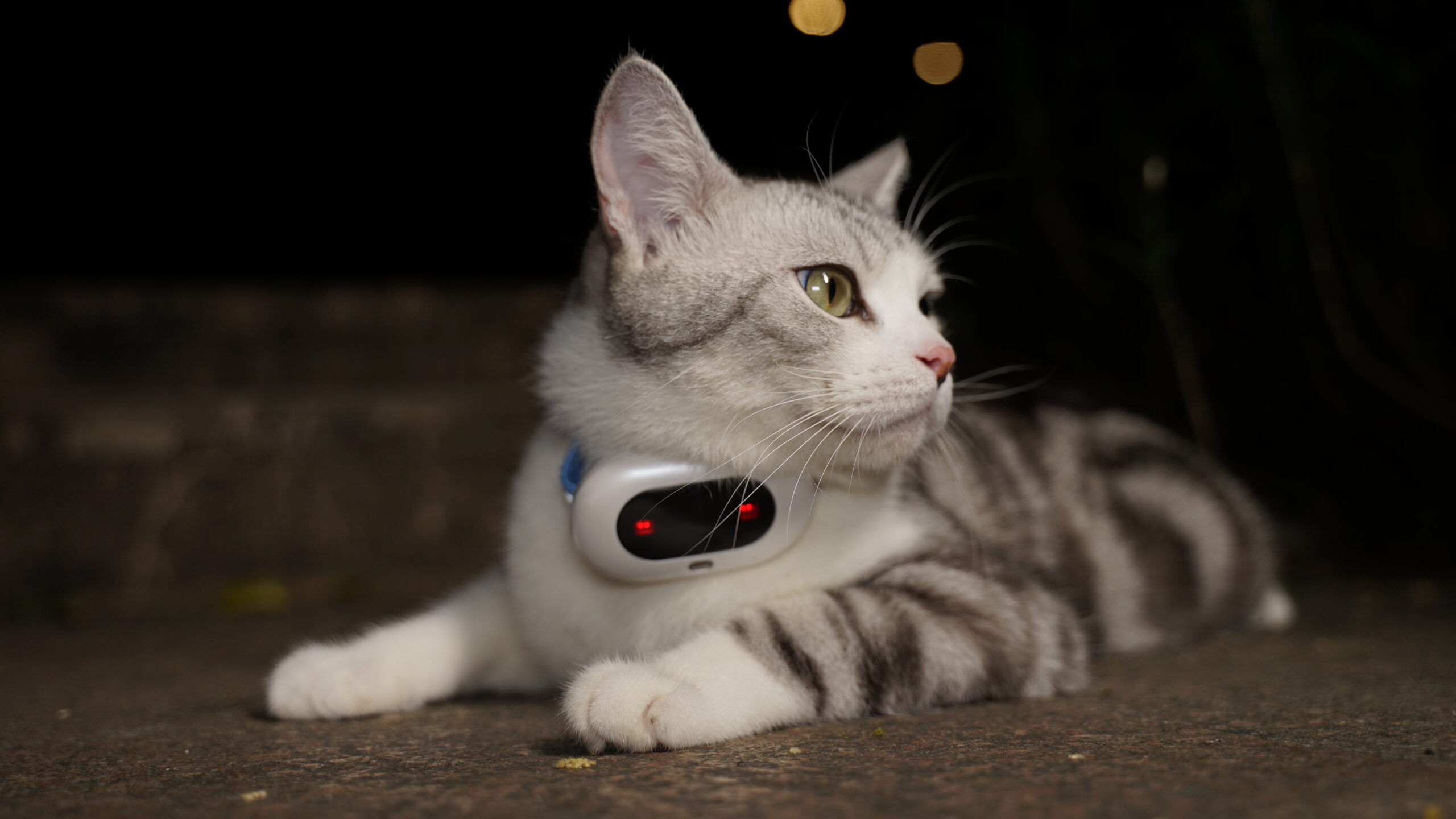 cat with a tracker that has smart lights