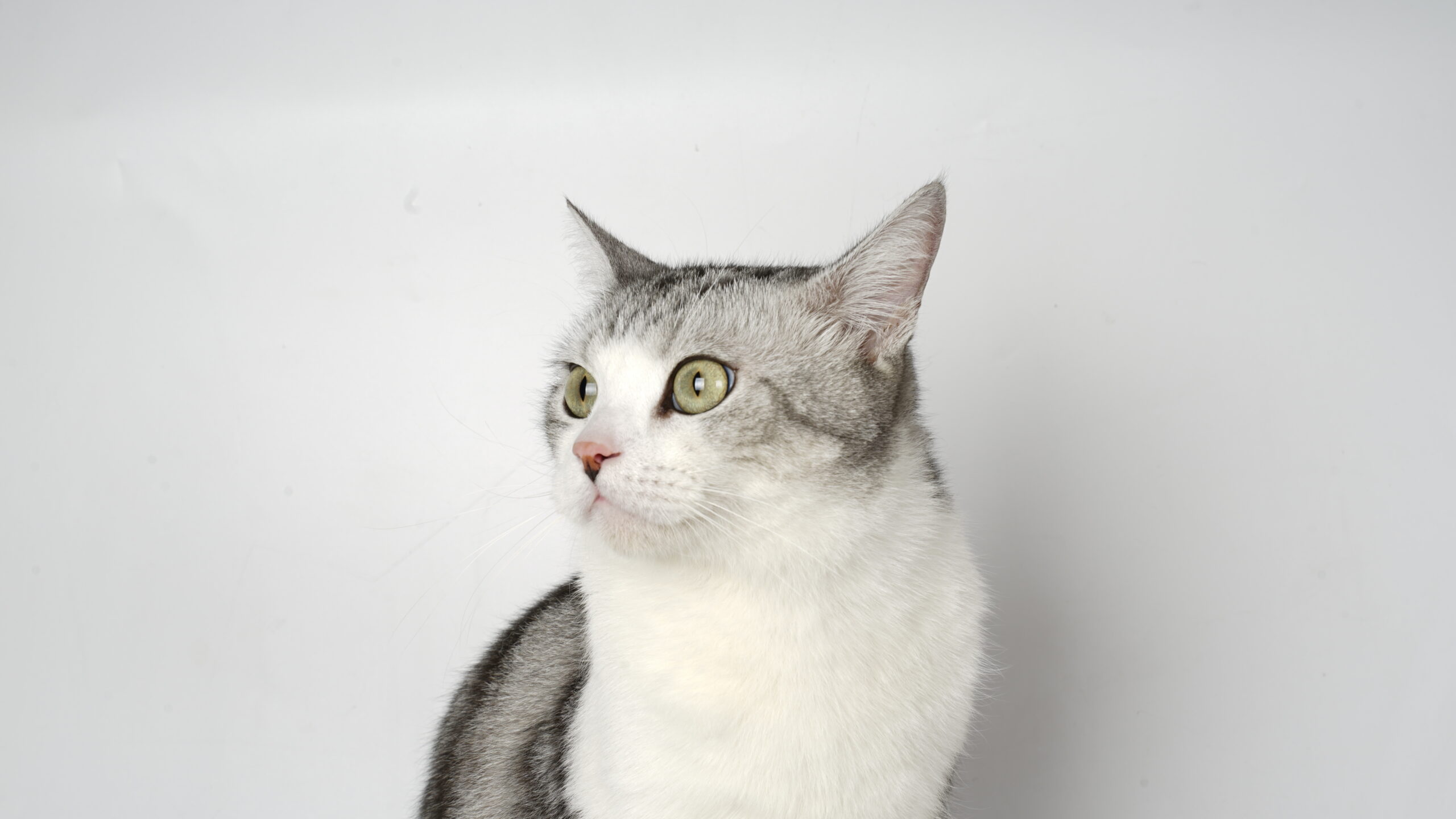 Pets are sensitive and vulnerable to high temeprature