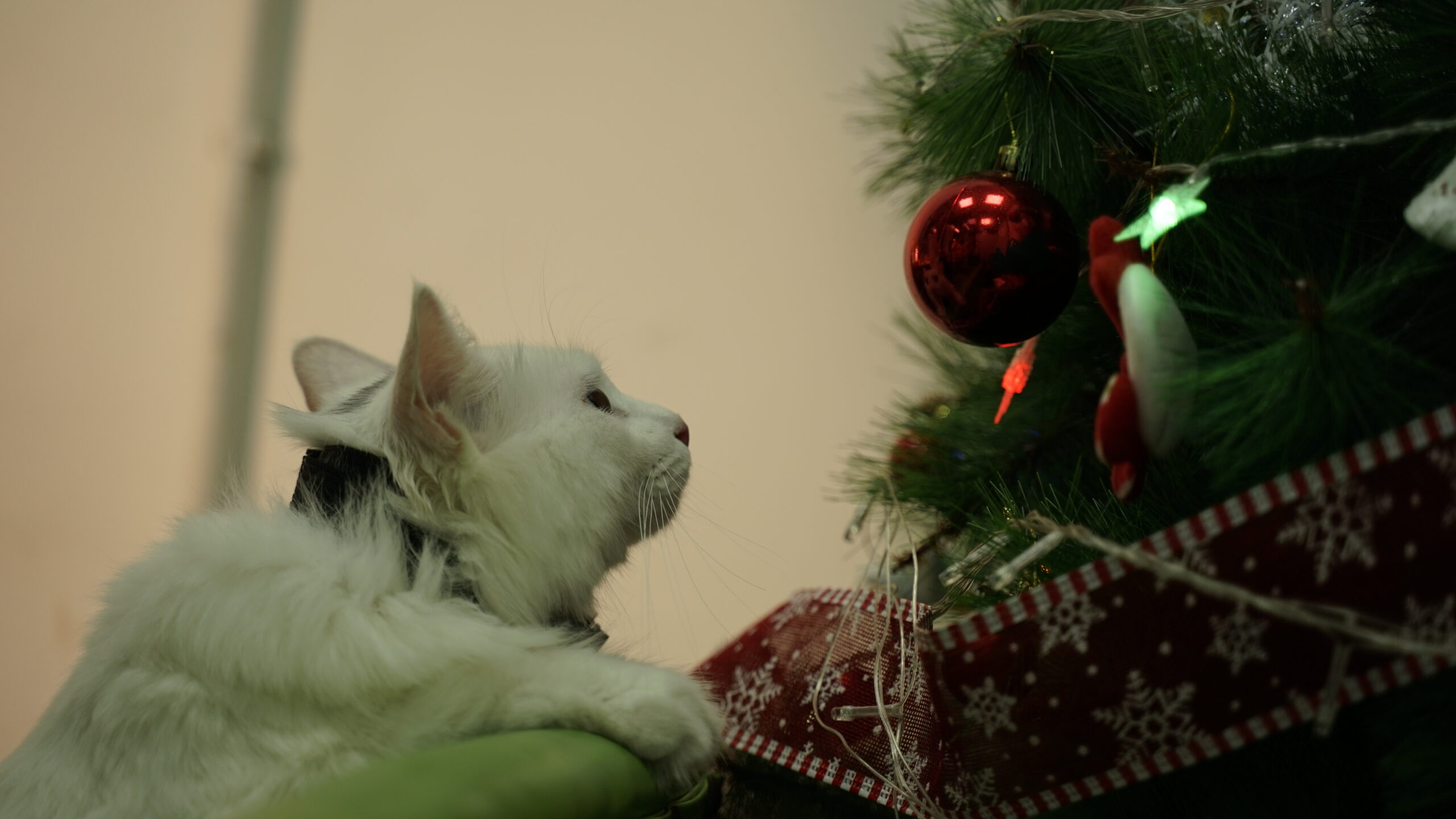 Cat may affect the lifespan of the Christmas tree