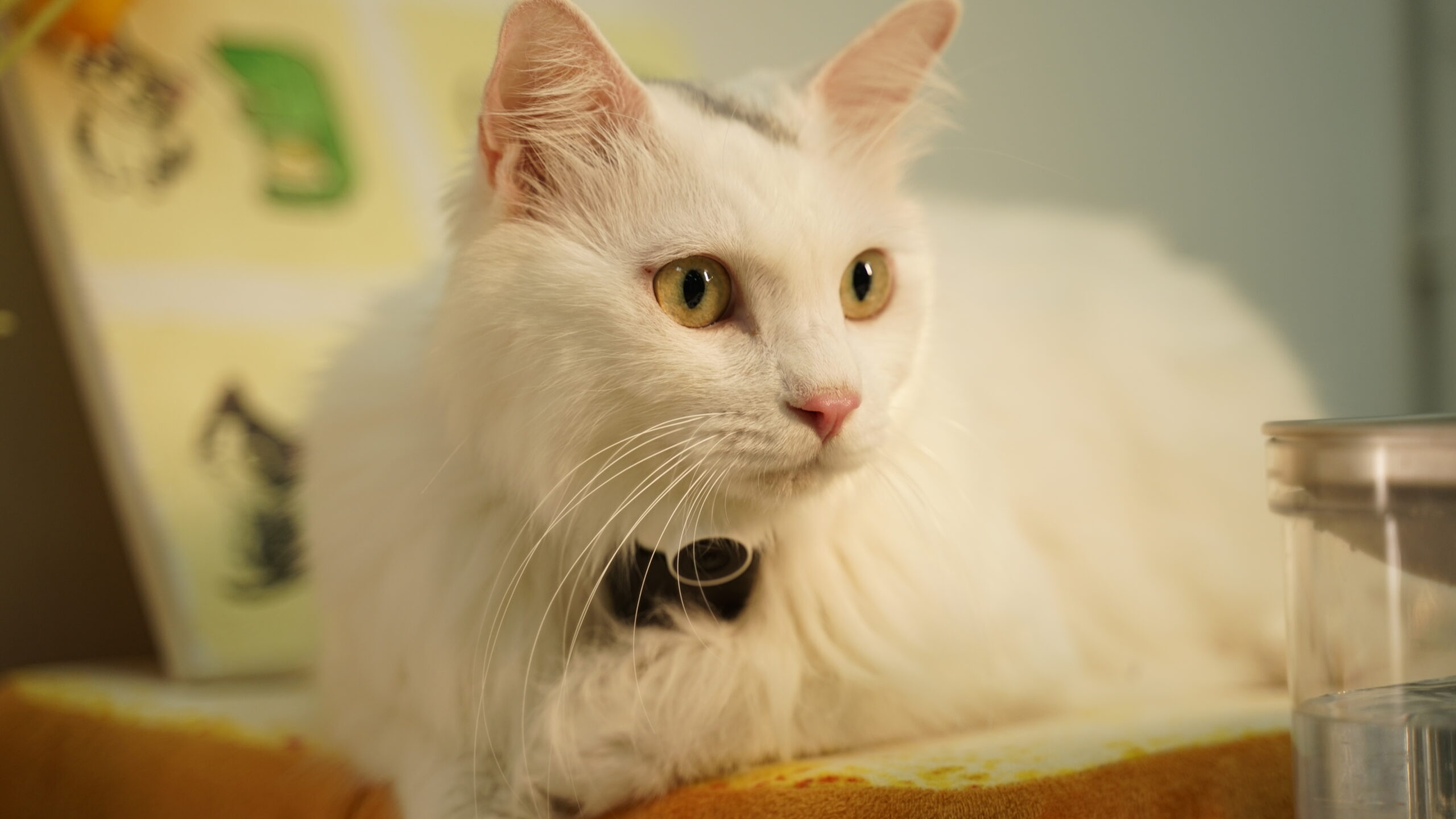 Regular cat grooming is helpful to prevent matting and tangling