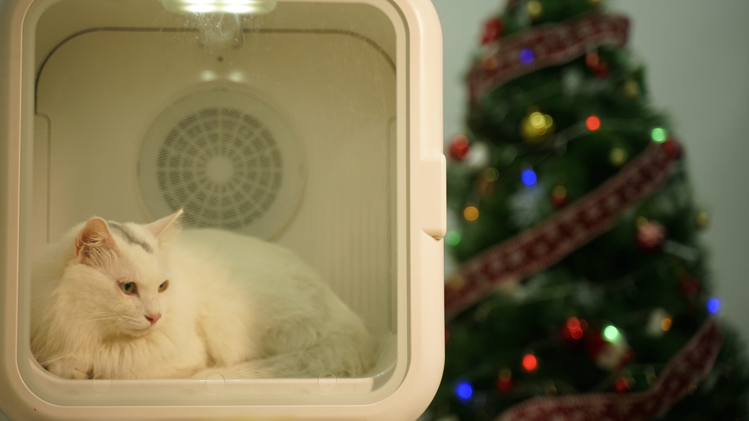 cat dryer boxes may cause cats to feel anxiety