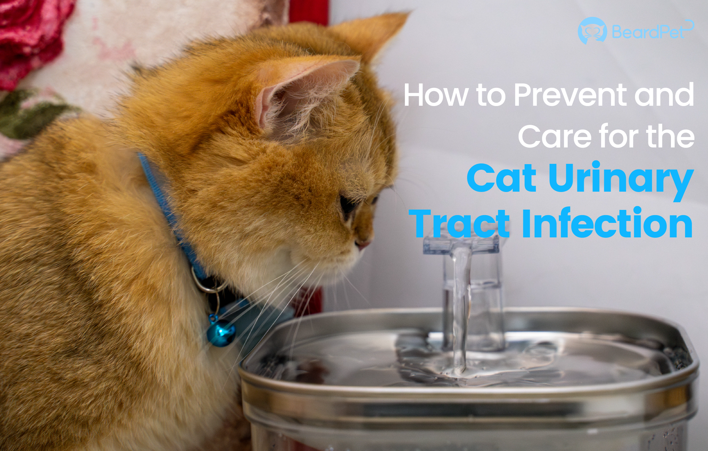 How to Prevent and Care for the Cat Urinary Tract Infection?