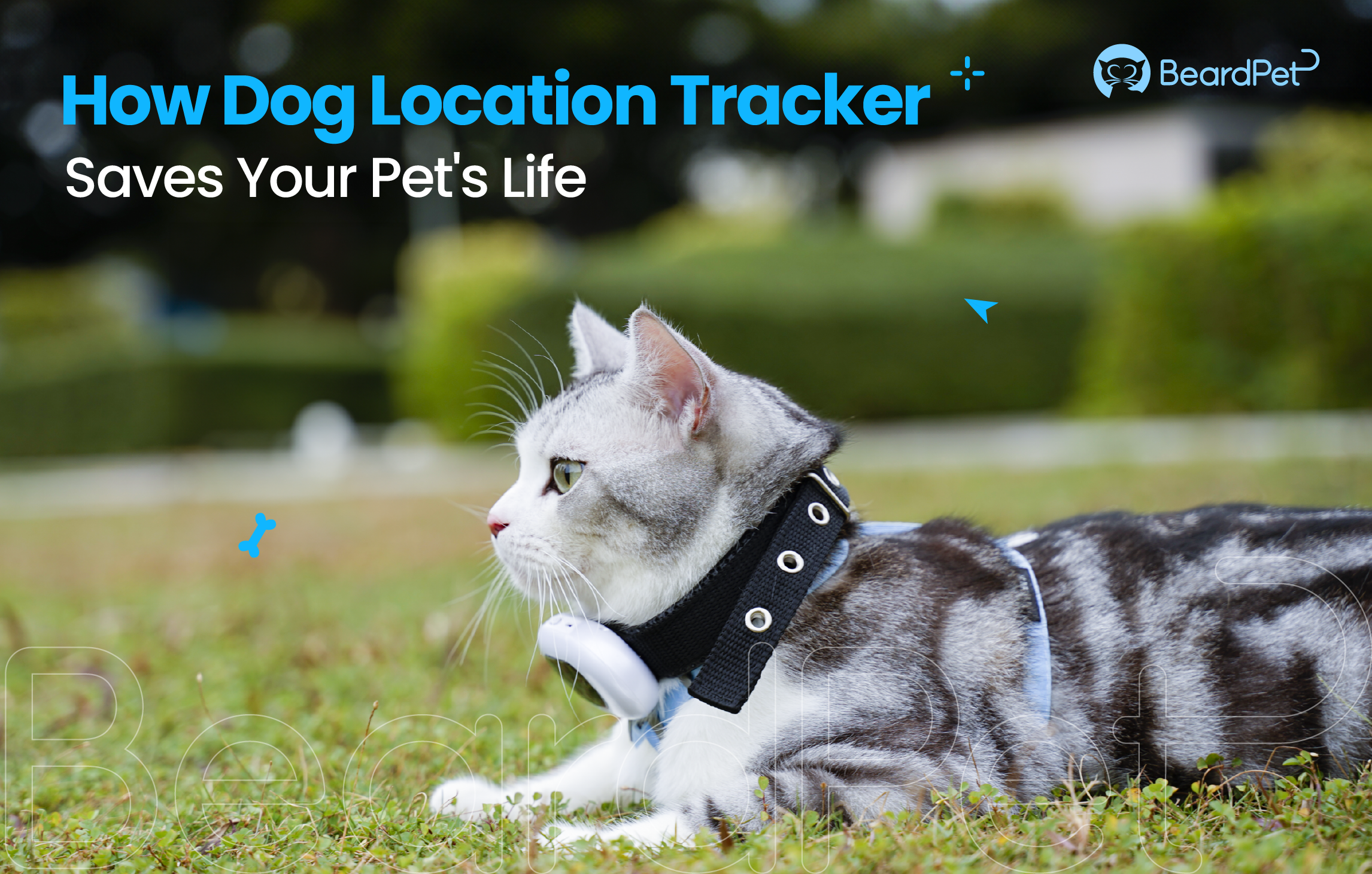 How Dog Location Tracker Saves Your Pet's Life