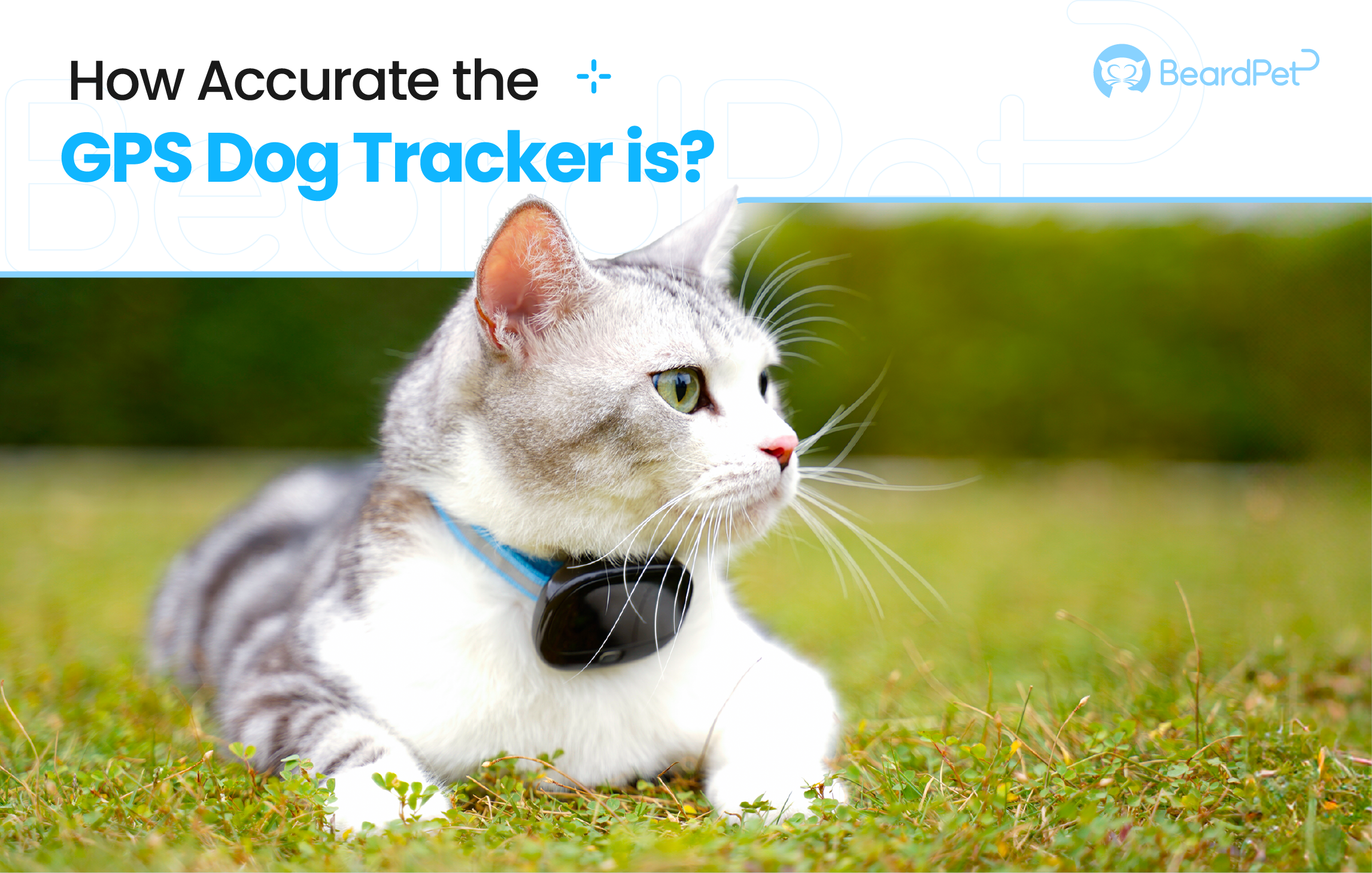 How Accurate the GPS Dog Tracker Is?