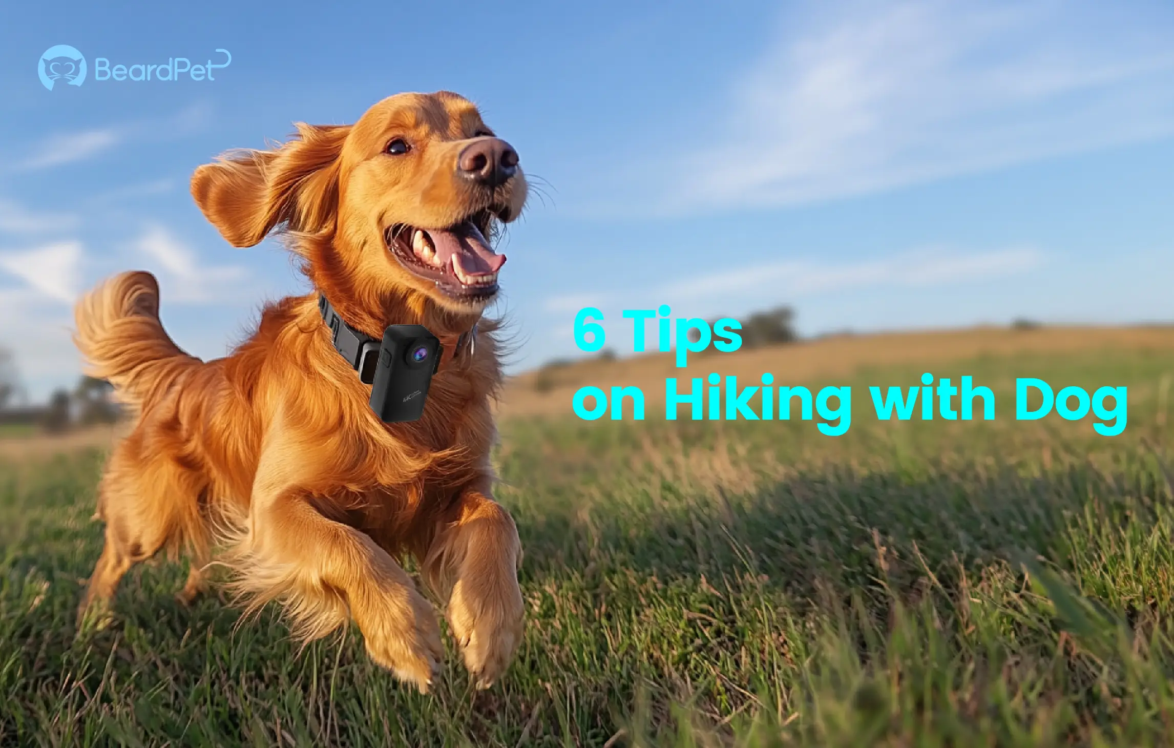 6 Tips on Hiking with Dog