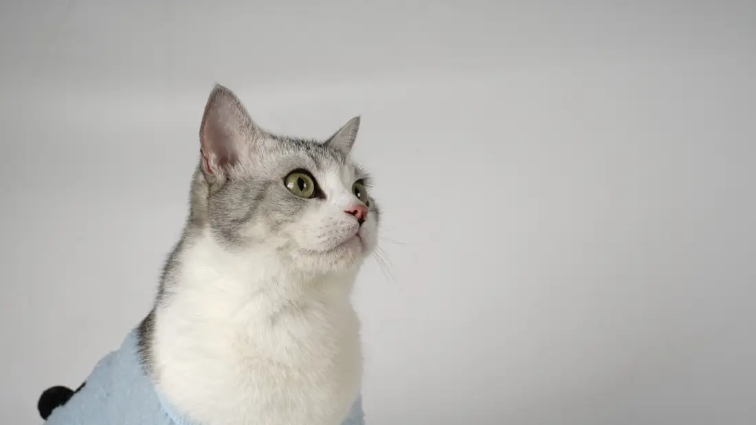 American Shorthair-Silver Medal Winner in  "the Most Common Cat Breeds for Easy Caring" 