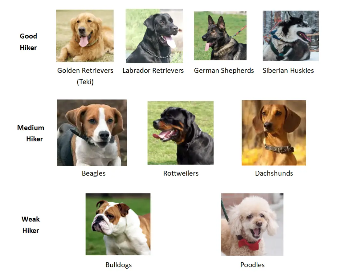 Best Dog Types for Hiking