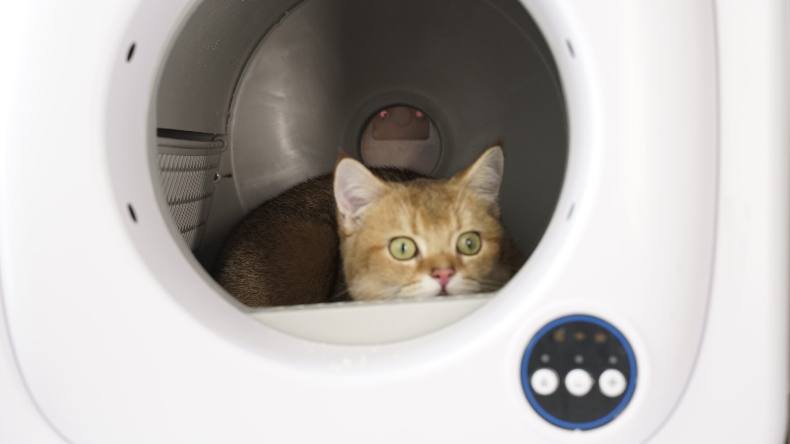 Automatic cat litter box can offer cats a clen environment, prevent urinary issues