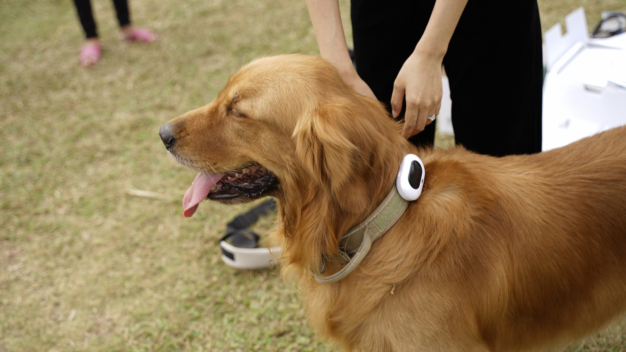 The GPS tracker can prevent dogs from losing when traveling with dogs