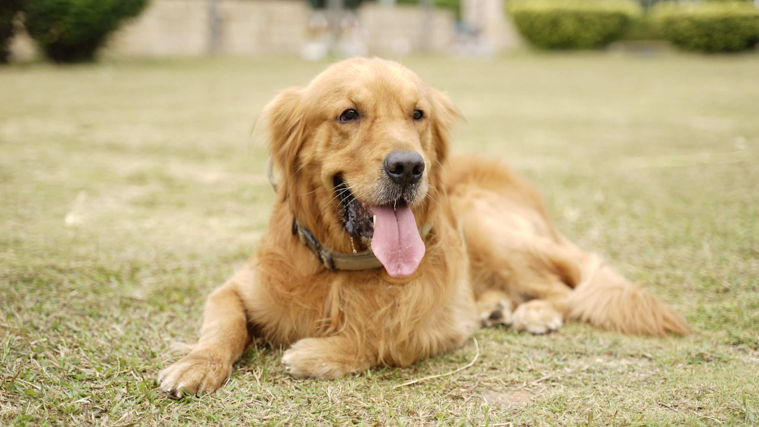 Exercise can improve a dog's appetite 