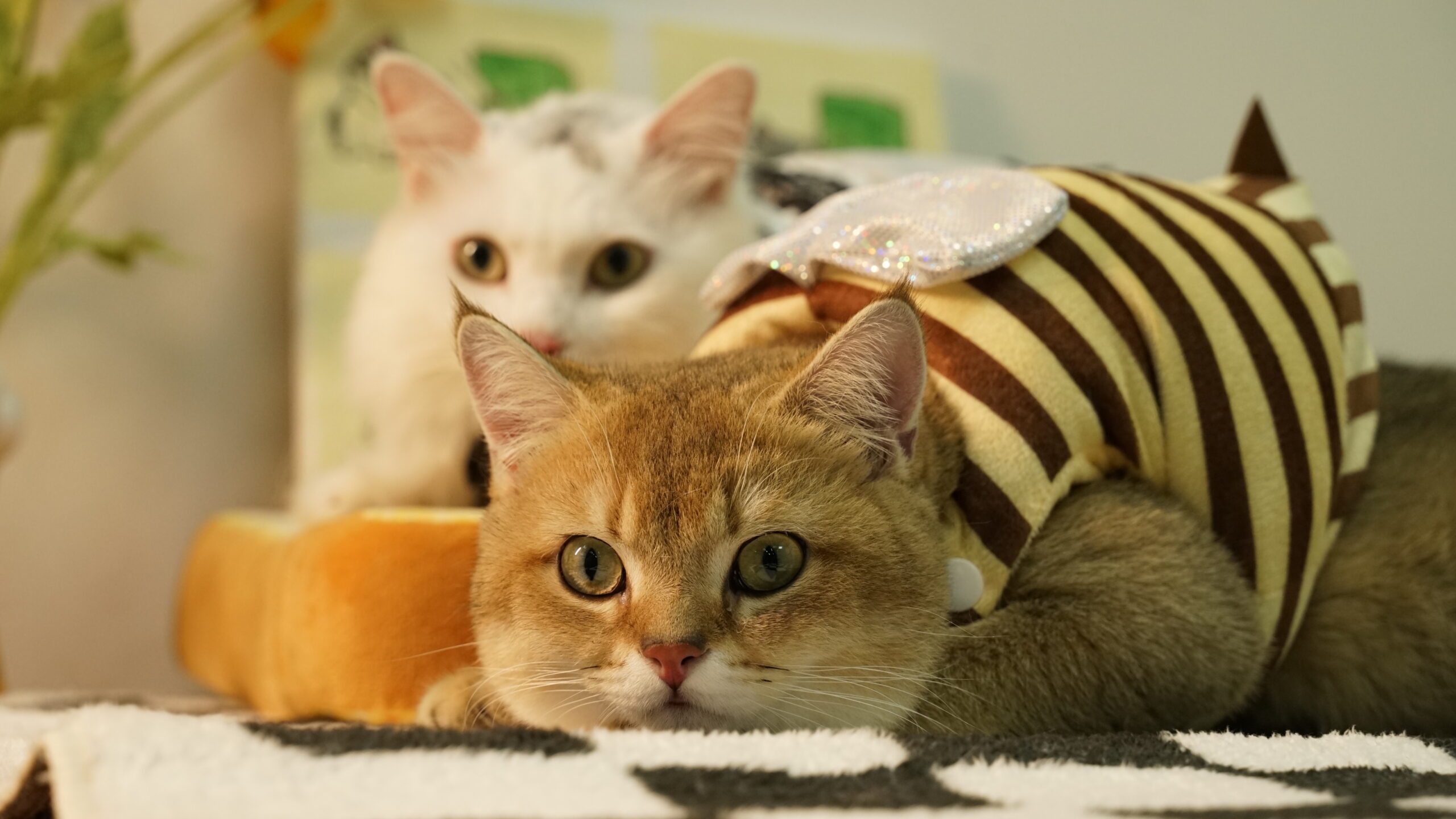two cats