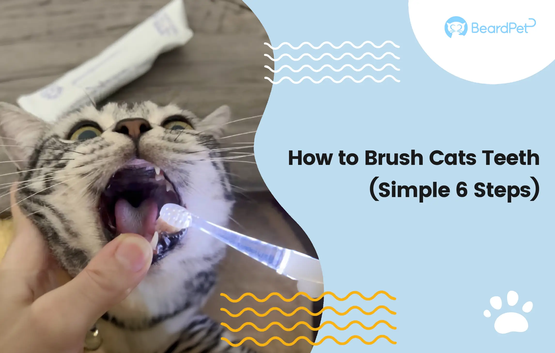 how-to-brush-cats-teeth-simple-6-steps-with-a-real-case