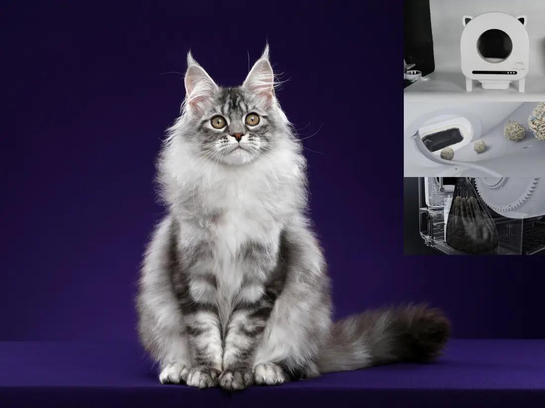 Maine Coon