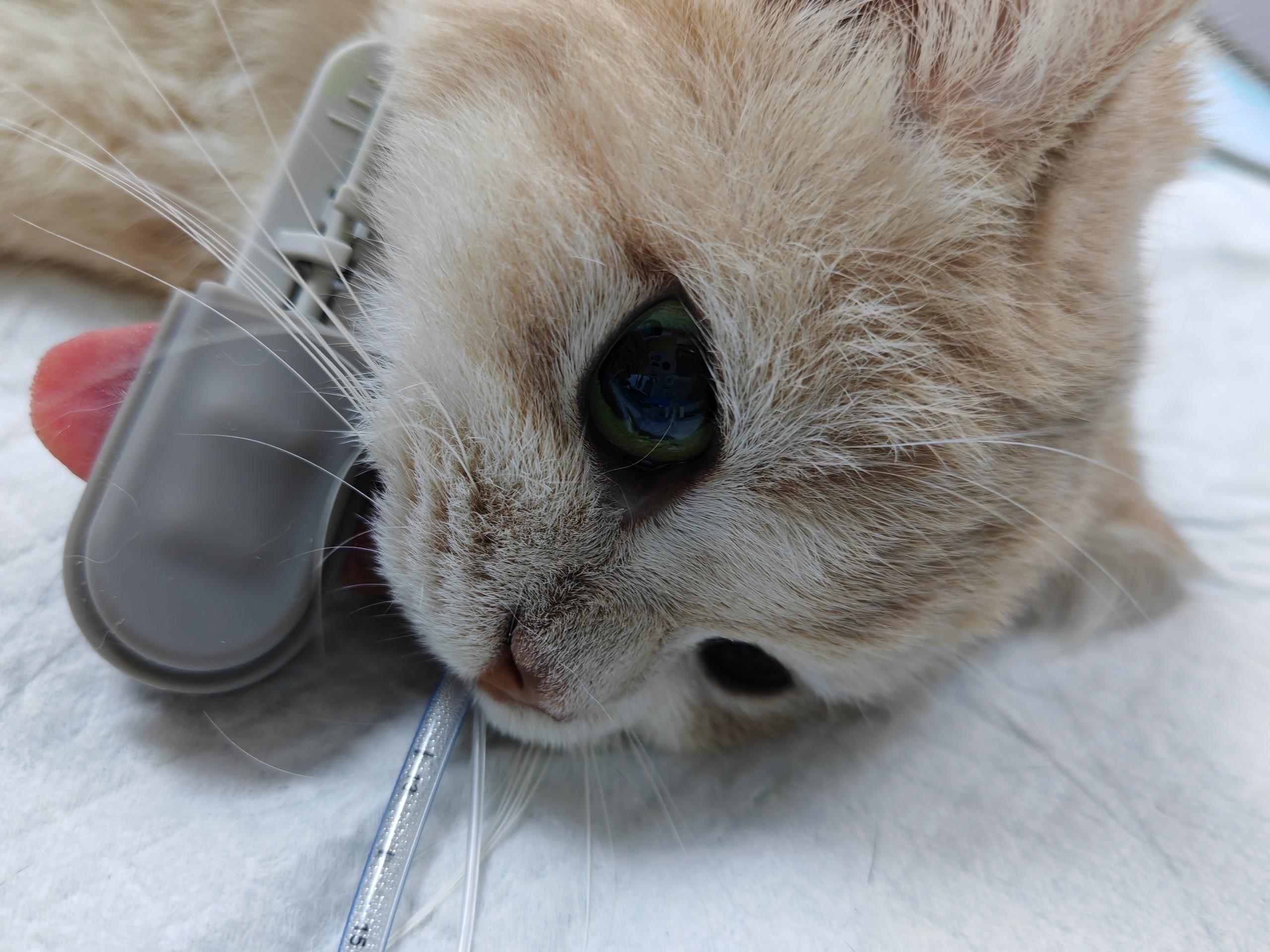 A cat after the spaying surgery