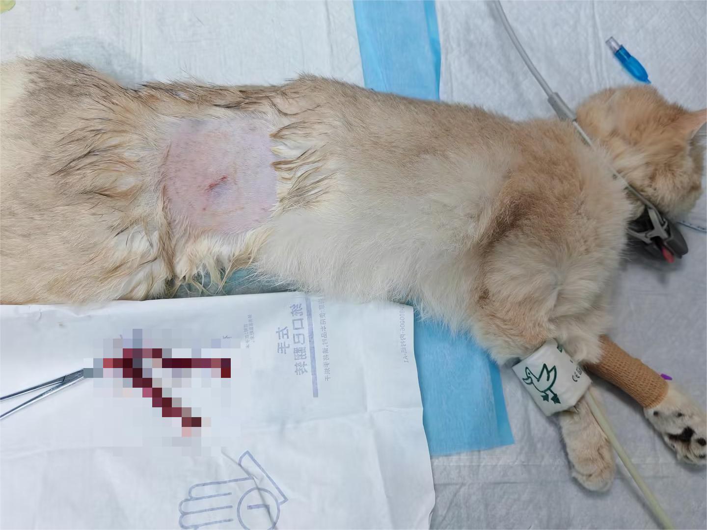 A female cat after spaying