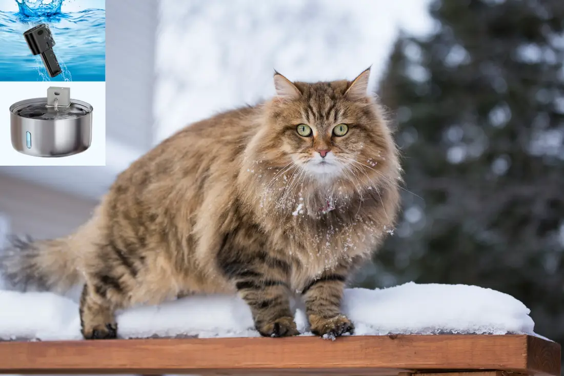 Siberian