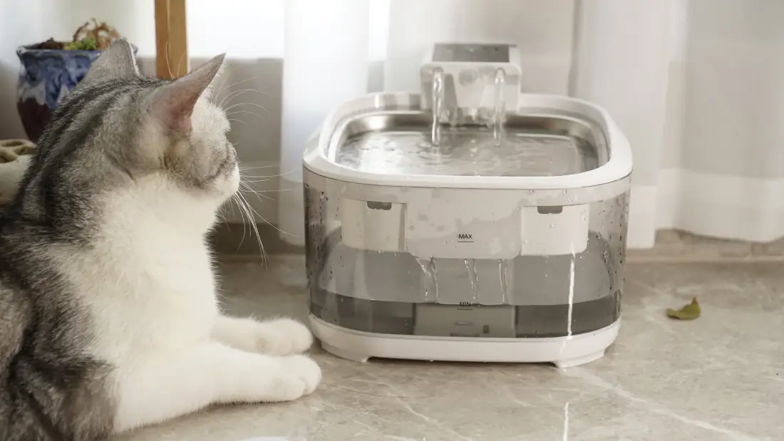 What Are the Daily Maintenance for Cats Teeth_