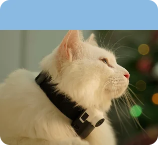 cat collar camera for cat