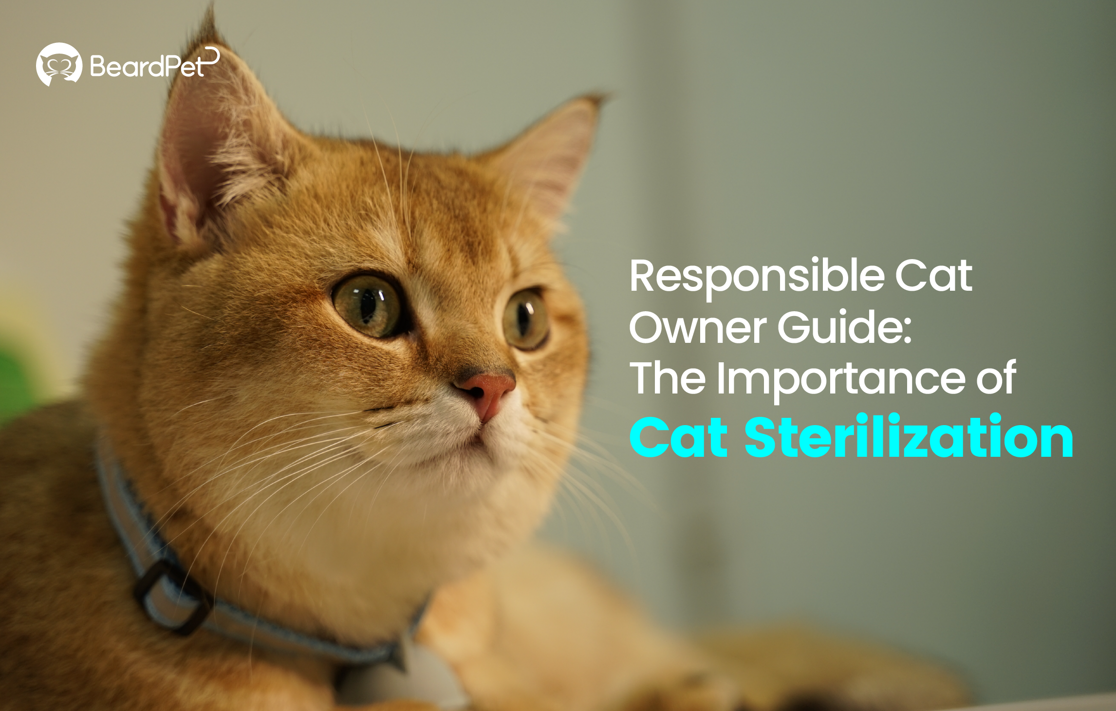 Responsible Cat Owner Guide: The Importance of Cat Sterilization