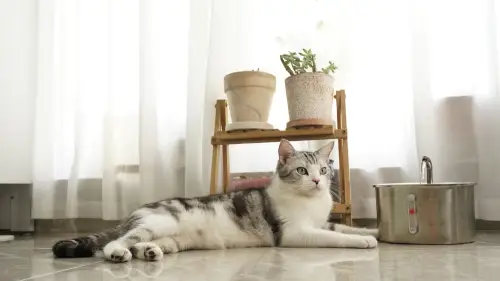 2.5L Stainless Steel Cat Drinking Fountain