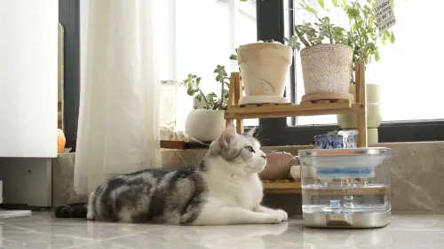2L Cat Water Fountain