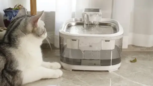 We Pick the Best Automatic Cat Water Dispenser with Real Cat