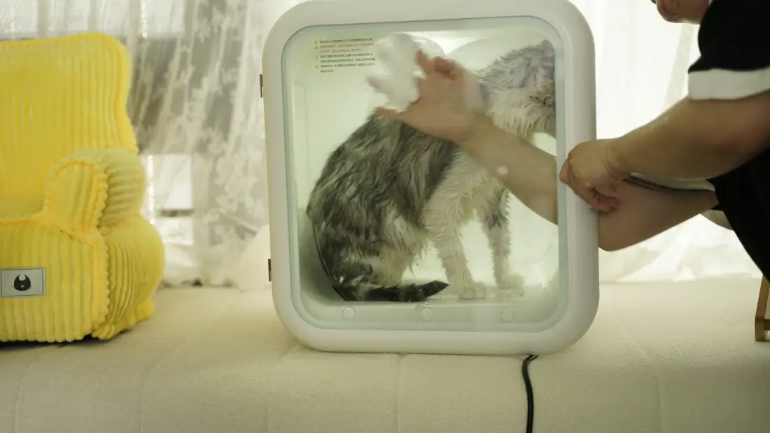 Test With Our Biggest Cat