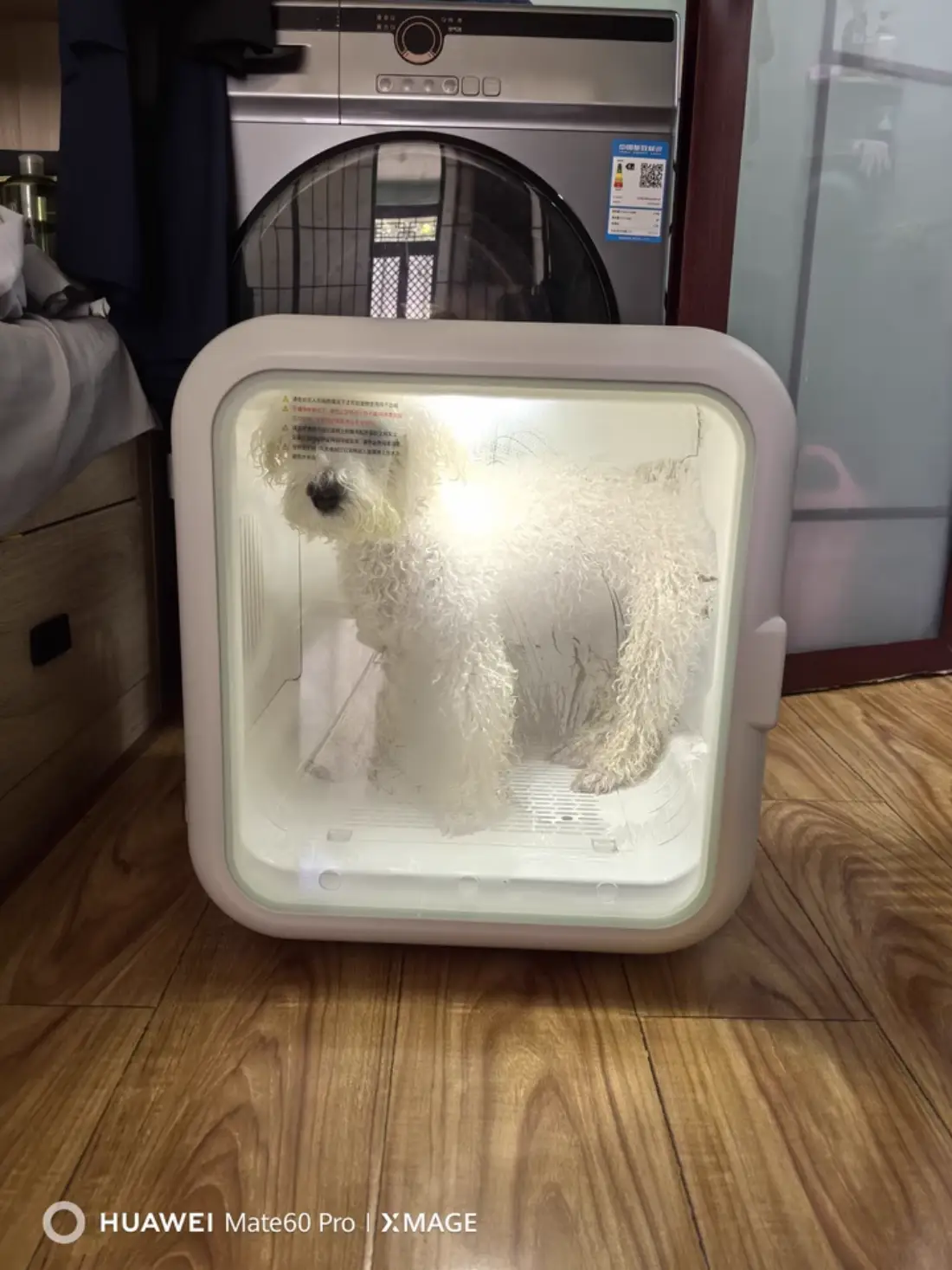 Test With Small Curly Dog