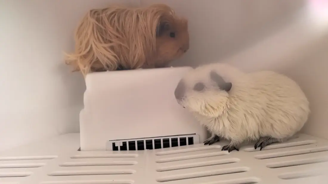 Test with Cavia Porcellus