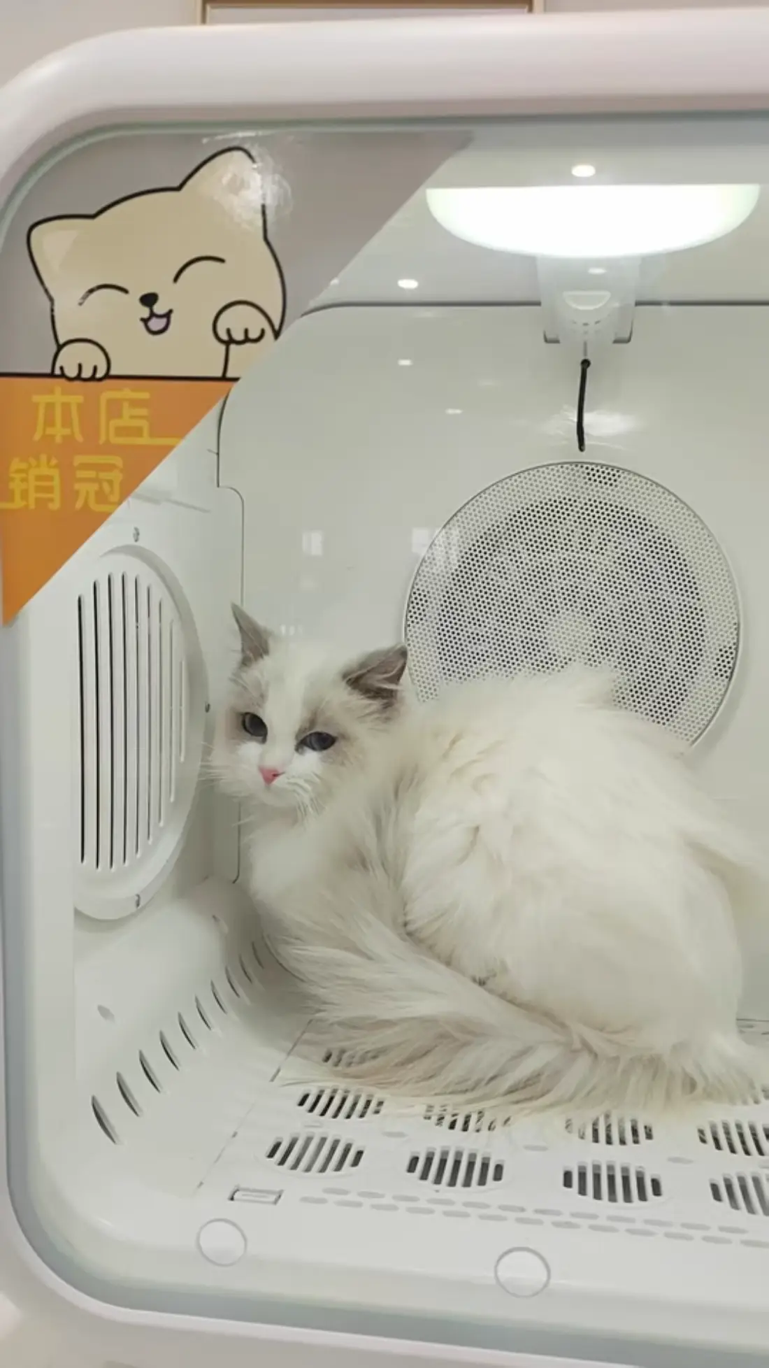 Test with longhair Cat
