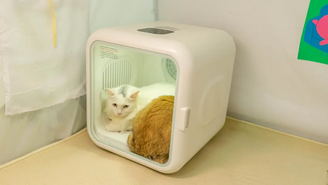 Test with our two cats