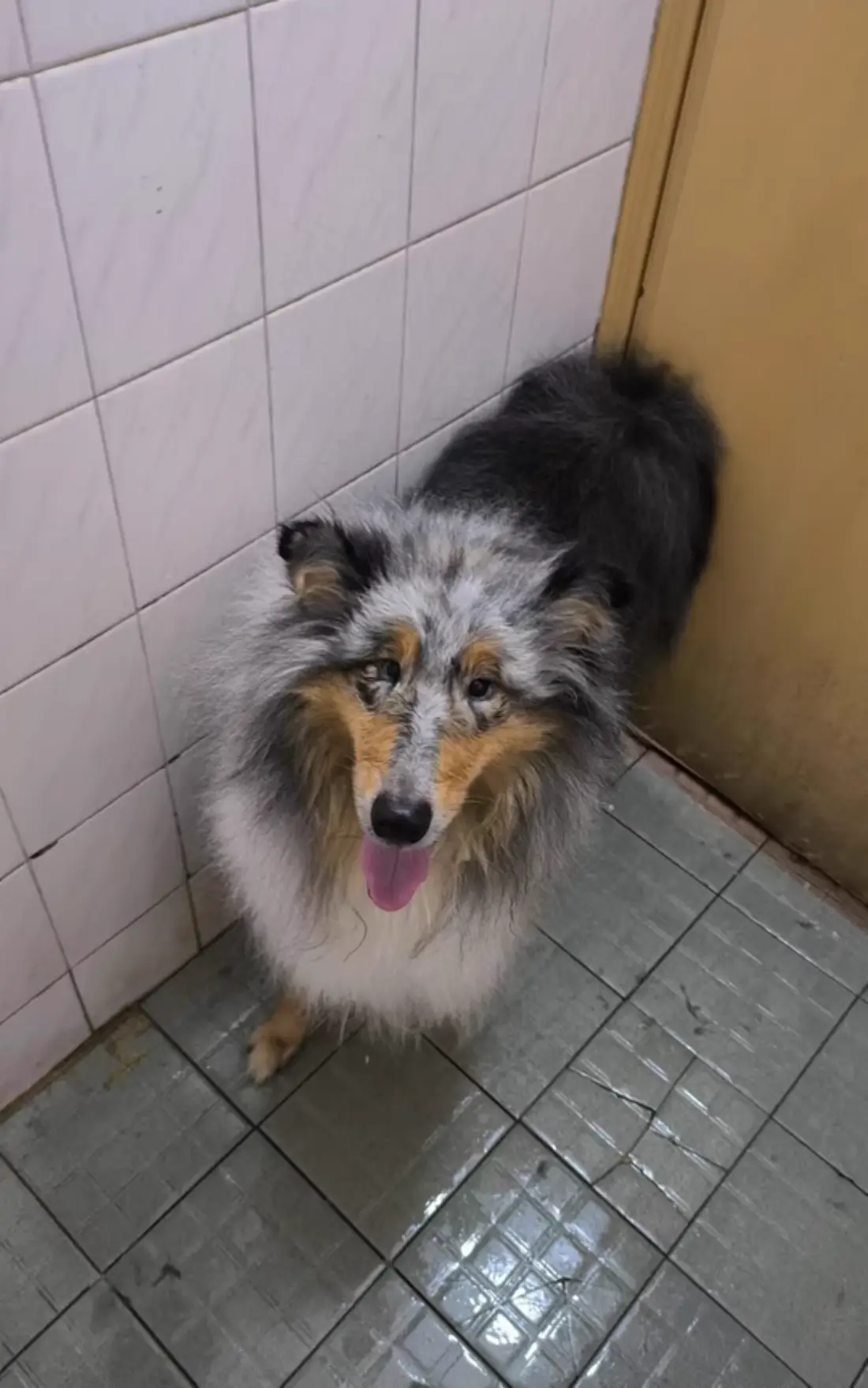 Test with the Big Double-Coat Dog
