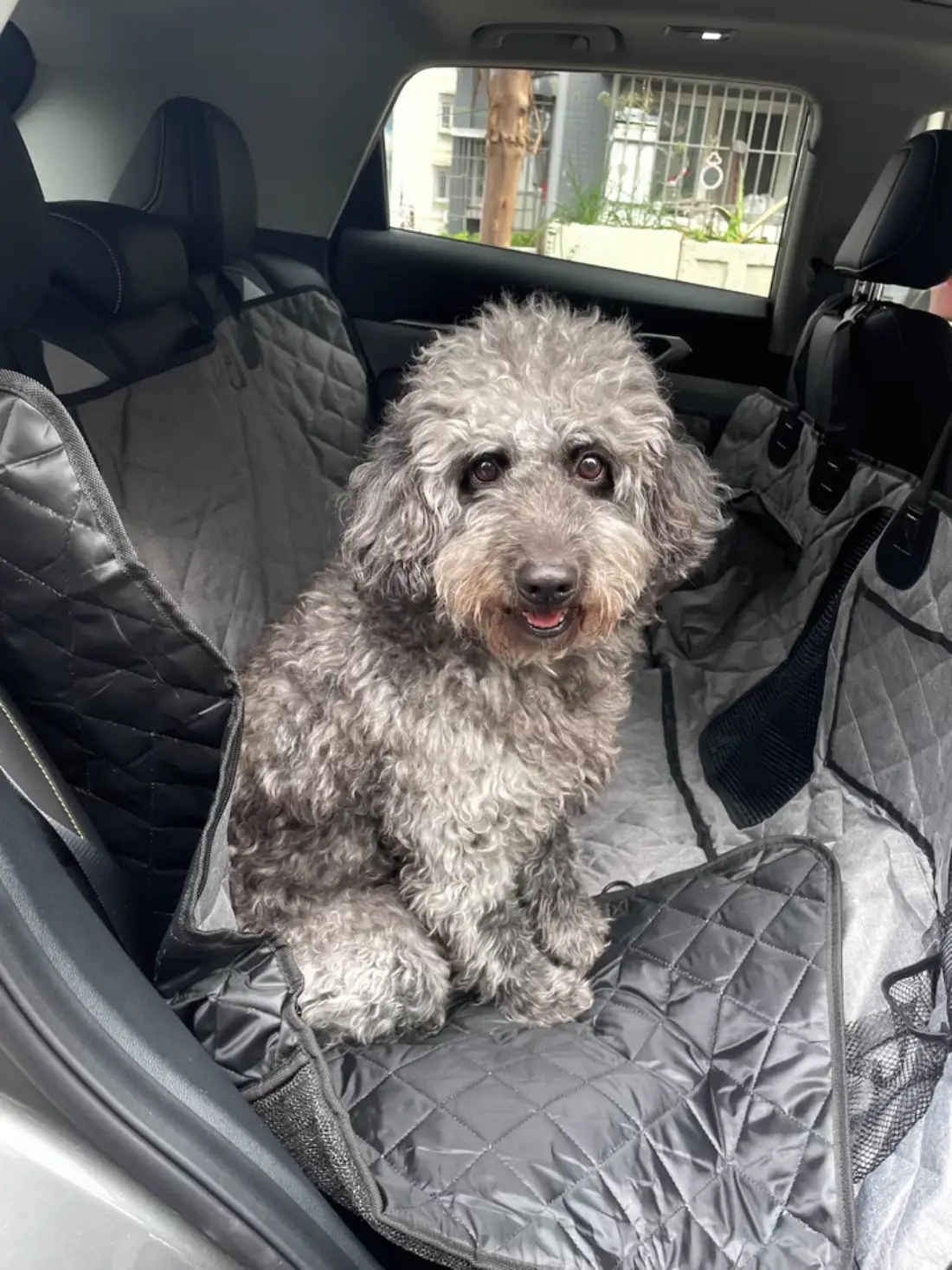 Test with the Curly Dog