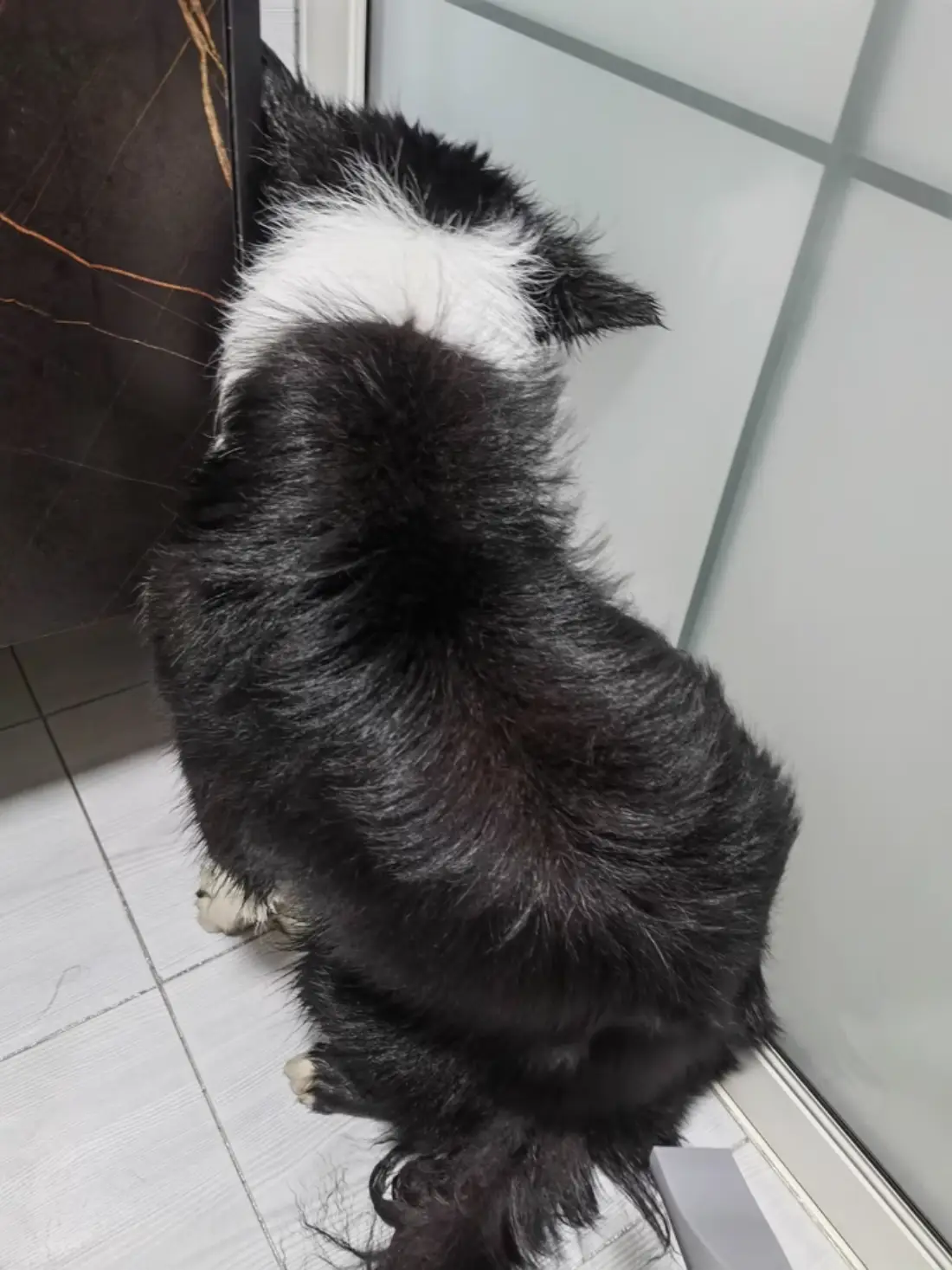 Test with the Double-Coat Dog