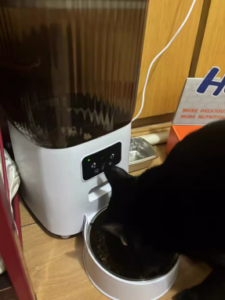 cat-2