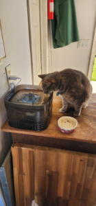 cat-3