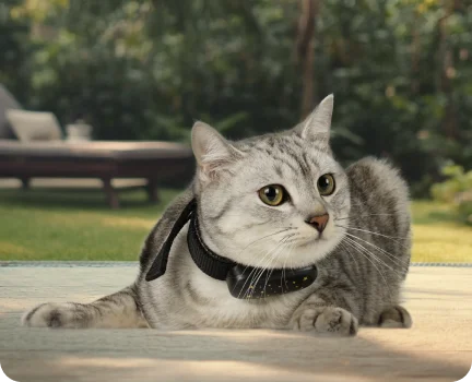 v53 pet gps tracker-main pic